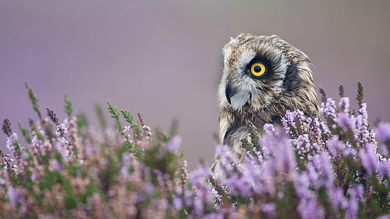 Short Eared Owl, owle, lavender, short, eared, HD wallpaper