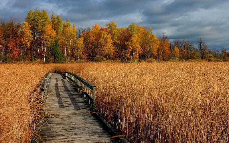 kamyshi, autumn, trees, wooden bridge, HD wallpaper