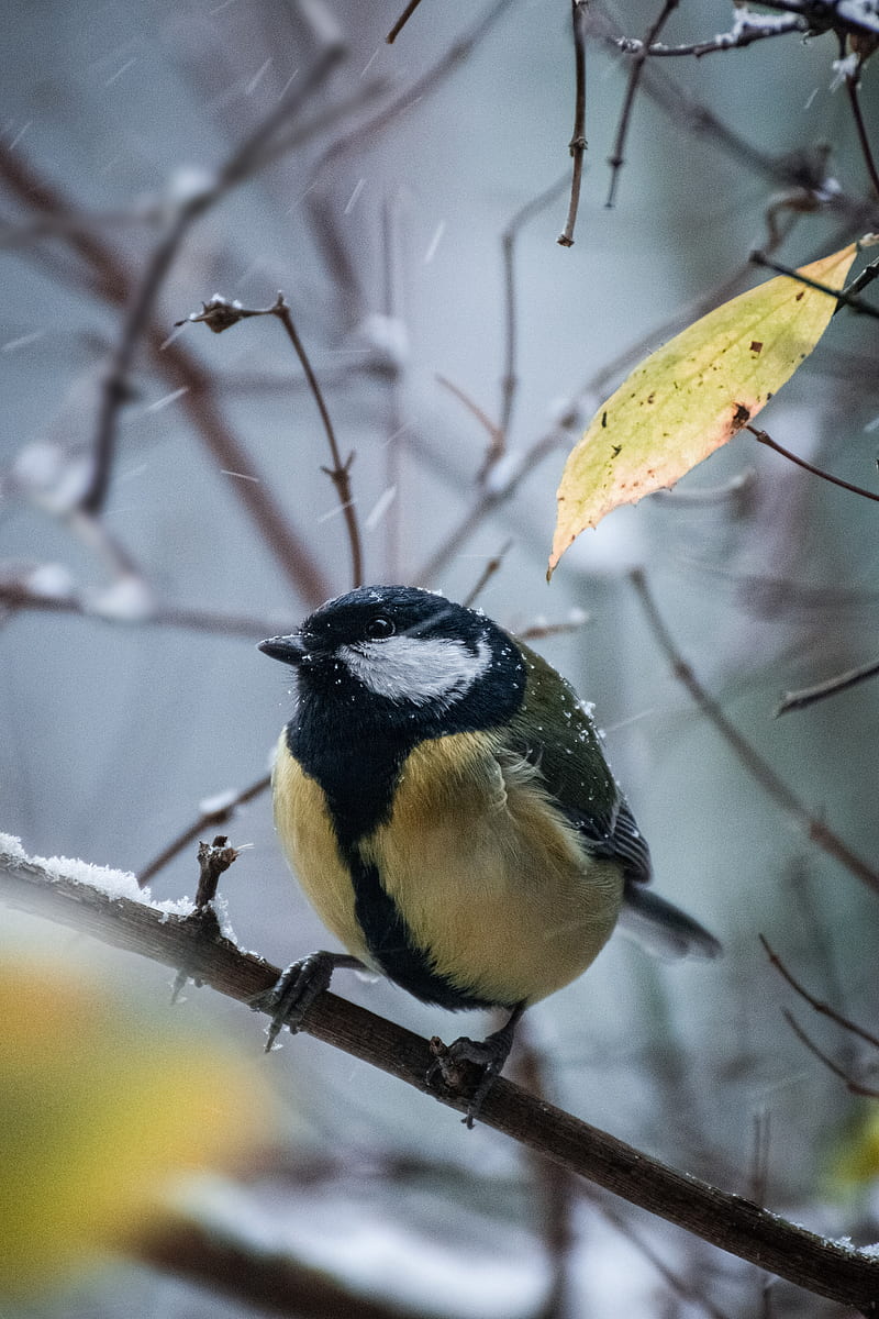 chickadee, bird, branches, snow, winter, HD phone wallpaper