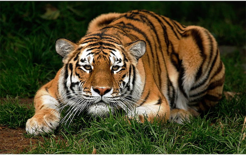 Crouching Tiger, jungle, tiger, cat, big cats, HD wallpaper
