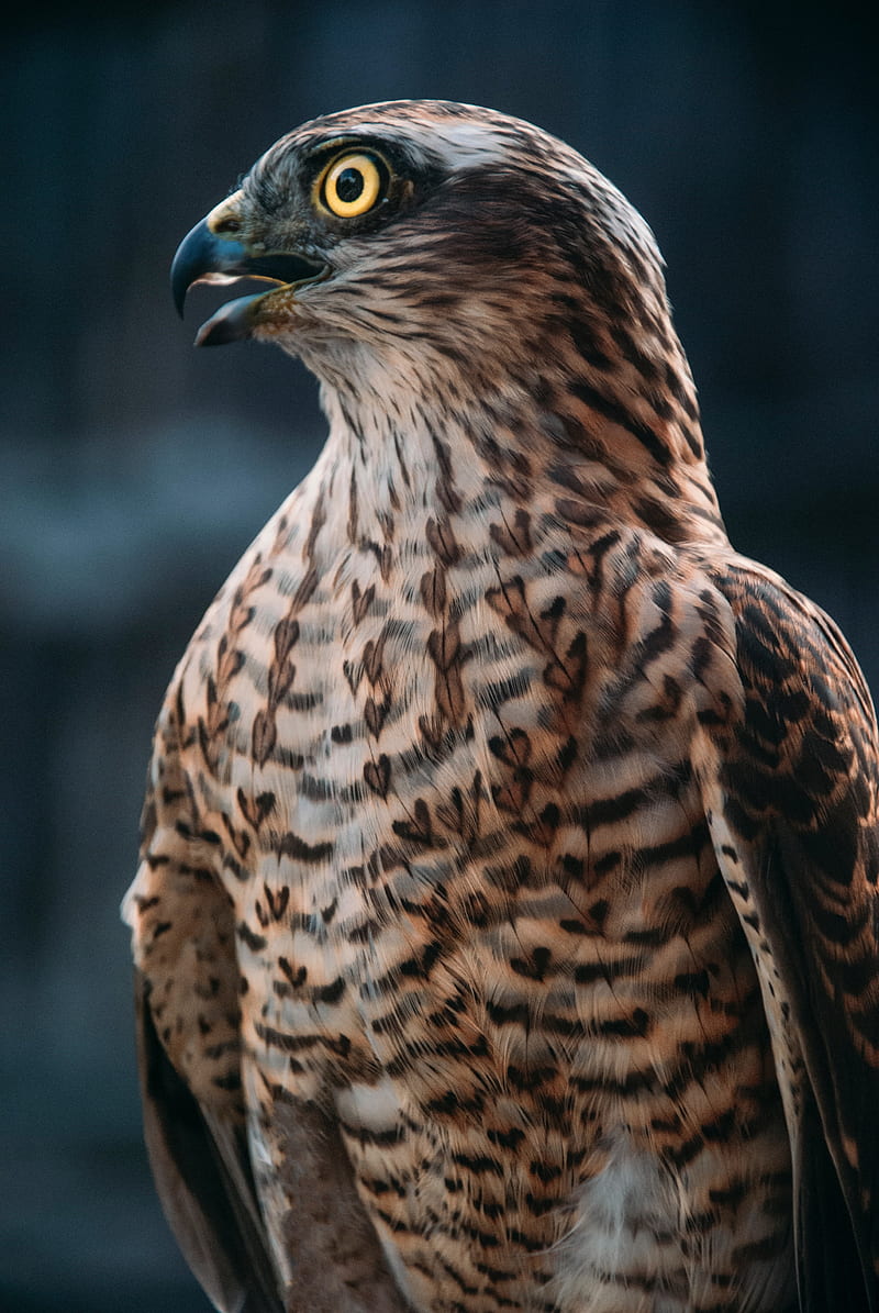 buzzard, hawk, bird, brown, predator, HD phone wallpaper