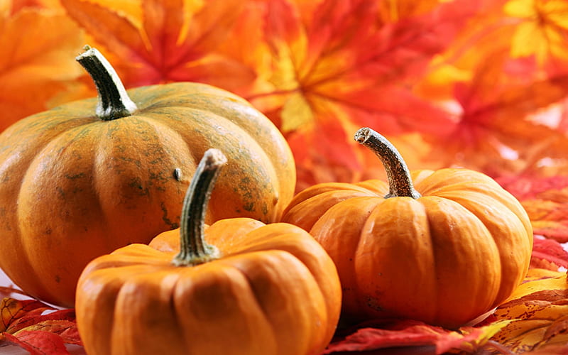 Orange Pumpkins, Autumn, Orange, Foliage, Pumpkins, Leaves, HD ...