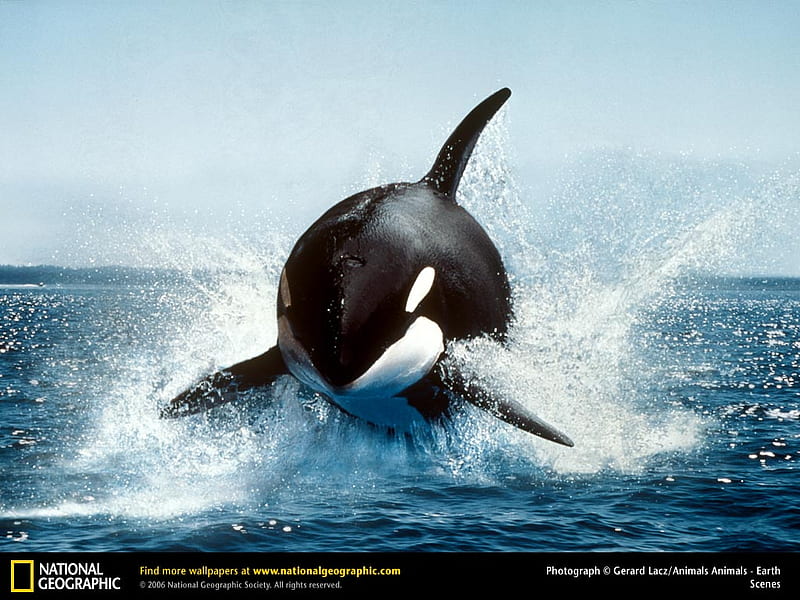 Killer Whale, whale, orca, westcoast, animals, sea, HD wallpaper | Peakpx