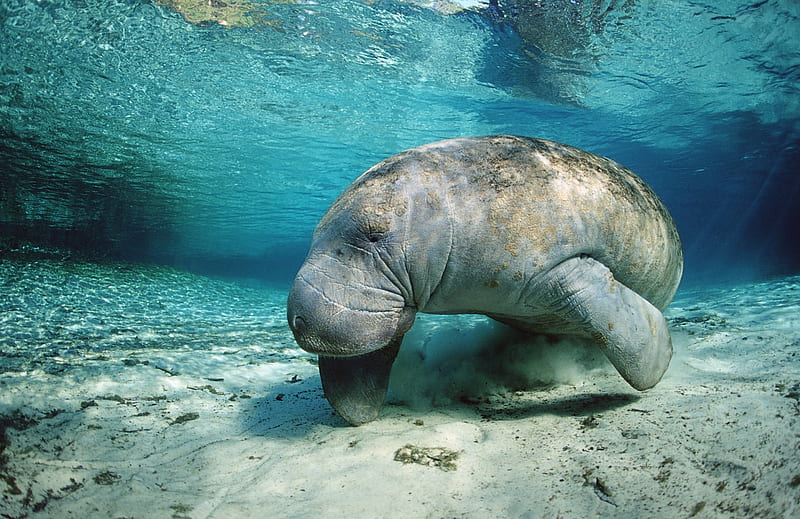 west indian manatee, manatee, west, water, indian, animal, HD wallpaper