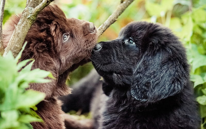 Newfoundland Dogs, puppies, pets, funny animals, cute animals, dogs, Newfoundland, HD wallpaper