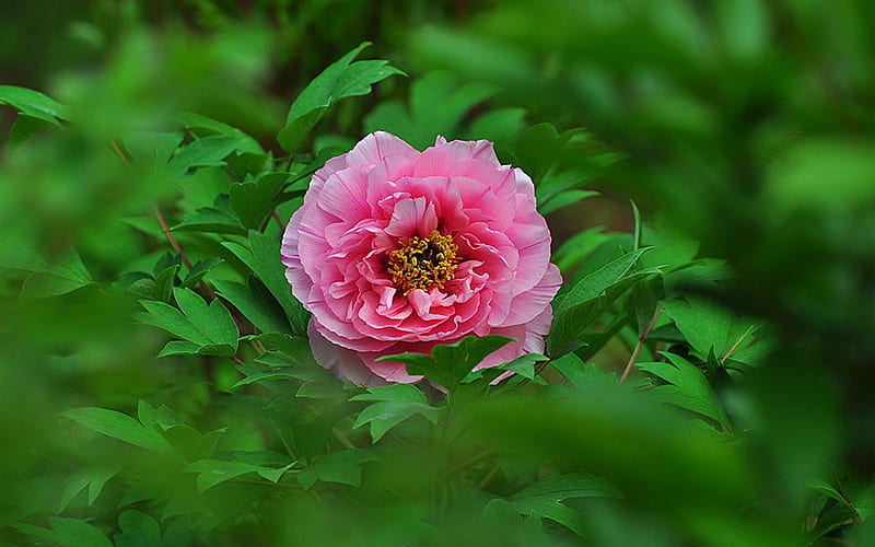 Lonely beauty-bright peony flower graphy, HD wallpaper