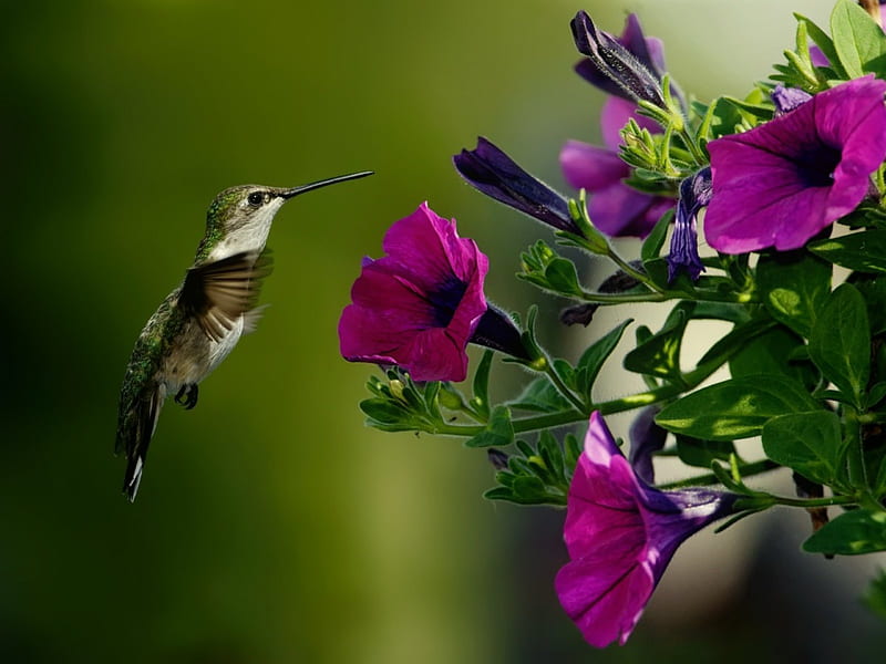 Bird and purple flower, wings, prettyy, flight, bonito, hummingbird, small, purple, bird, flower, HD wallpaper