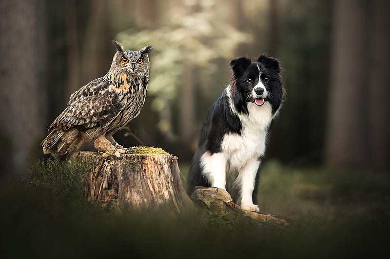 Animal, Cute, Bird, Border Collie, Dog, Owl, Stump, Wildlife, HD wallpaper