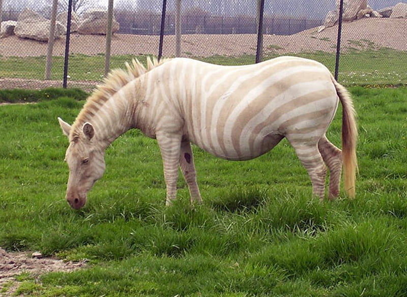 Albino Zebra, Zebra, Albumn, Animals, Albino, HD wallpaper