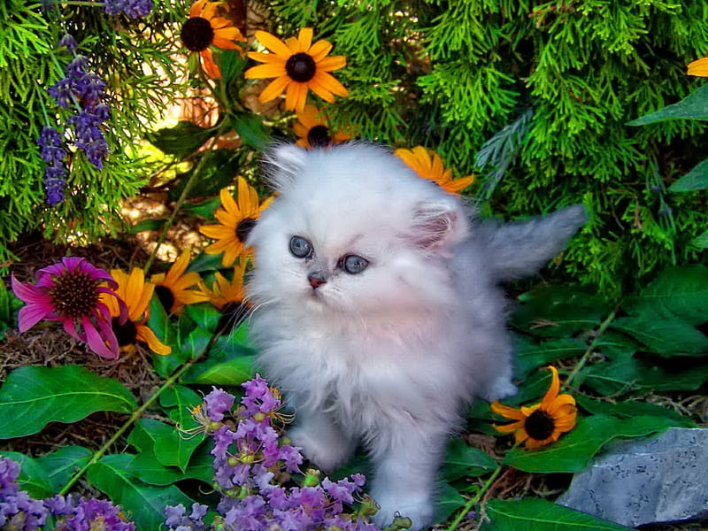 White fluffy kitty, colorful, fluffy, bonito, adorable, bushes, floral, sweet, nice, stones, flowers, explorer, look, lovely, kitty, greenery, park, cat, yard, cute, summer, garden, walking, kitten, white, HD wallpaper