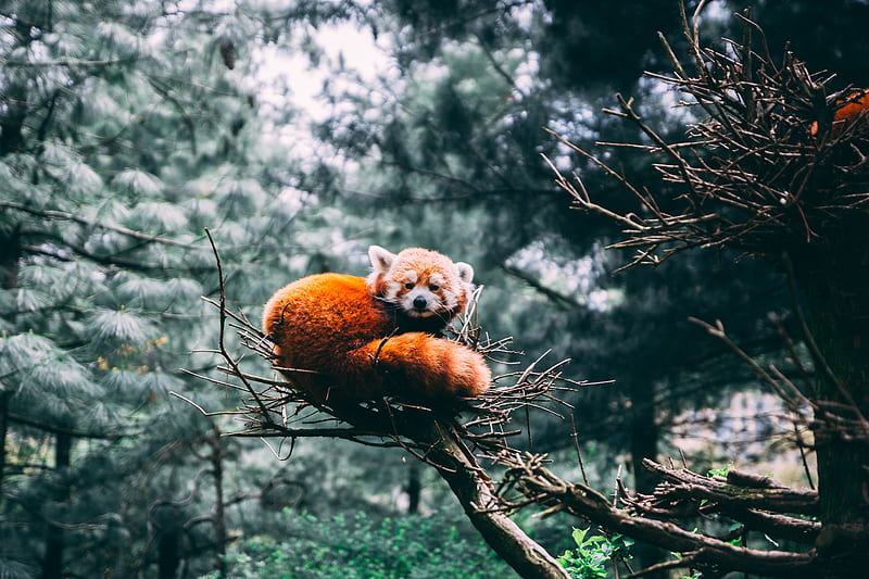 red panda, panda, wildlife, HD wallpaper