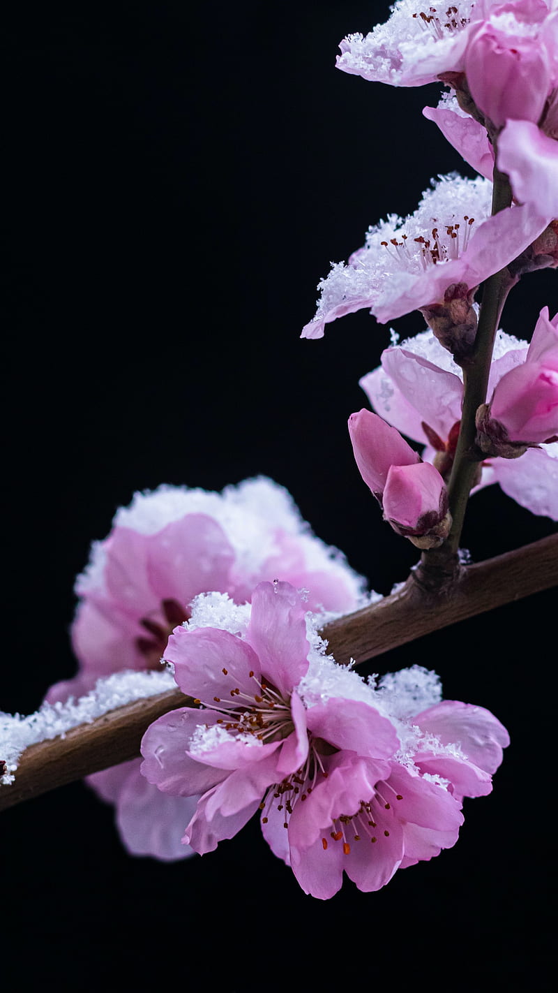 Download Aesthetic Dark Cherry Blossom Wallpaper  Wallpaperscom
