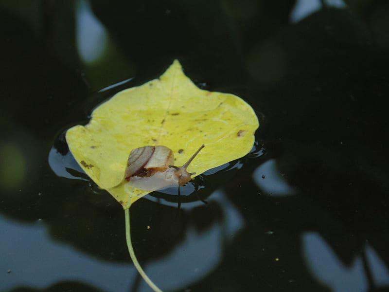 Snail on leaf drown in water, pond, water, snail, drown, leaf, HD wallpaper