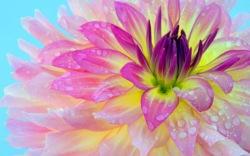 Morning Dew Flower, Yellow, Pink, Morniing, Dew, bonito, Flowers, HD wallpaper