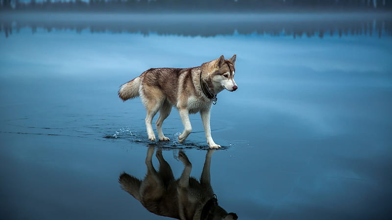 Adult Brown And White Alaskan Malamute Brown Siberian Husky On Body Of Water Dog, HD wallpaper