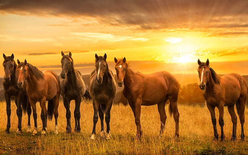 Herd of horses, sunset, beautiful horses, HD wallpaper