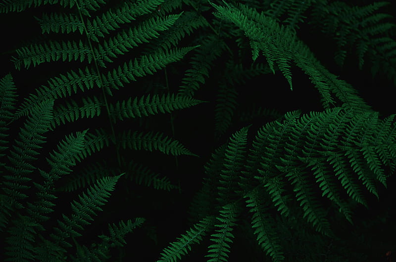 close-up of green ferns, HD wallpaper