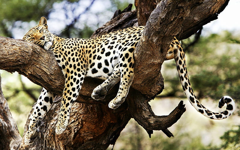 sleeping cheetah, cheetah, tree, feline, cat, HD wallpaper
