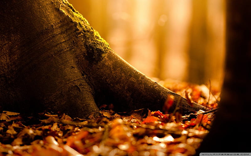 Fallen leaves covering the ground, forest, fall, autumn leaf, tree, leaves nature, HD wallpaper