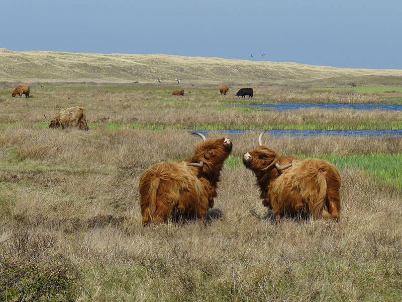 highland cattle, nature, cow, cattle, animal, HD wallpaper