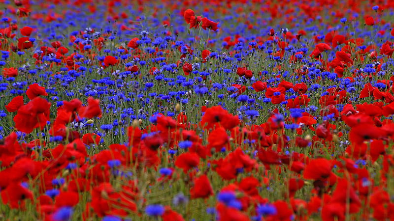 Red Blue Common Poppy Flowers Field Flowers, HD wallpaper