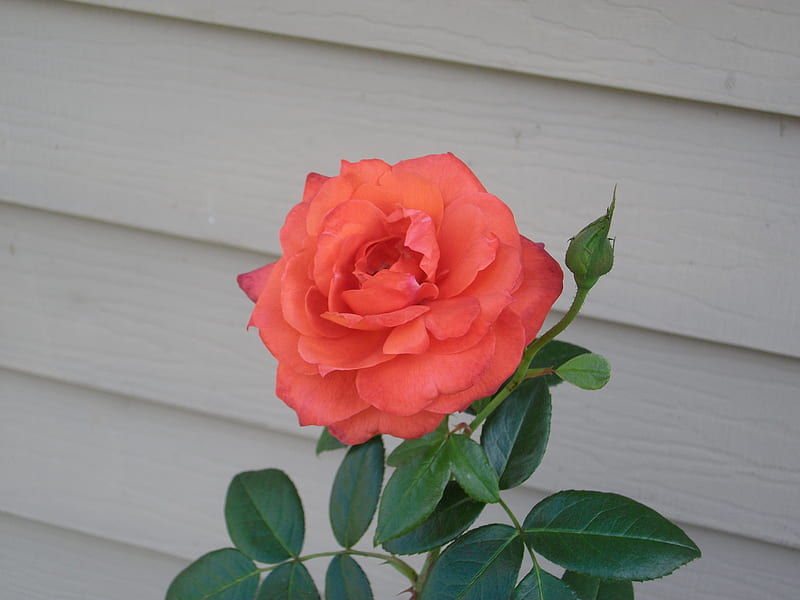 A Single Rose with Rosebud, rosebud, rose, beauty, garden, natural, HD wallpaper