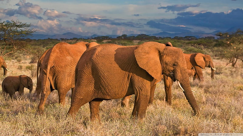 african elephants samburu national reserve kenya, kenya, samburu, elephant, reserve, african, national, HD wallpaper