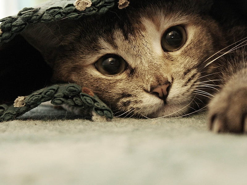 sweet kitten hiding-Cat graphy, HD wallpaper