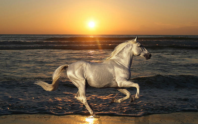 Horse at Beach Sunset, beach, running, sunset, waves, horse, animal, HD wallpaper