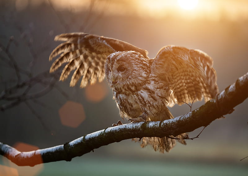 Owl Sitting On Branch, owl, birds, HD wallpaper