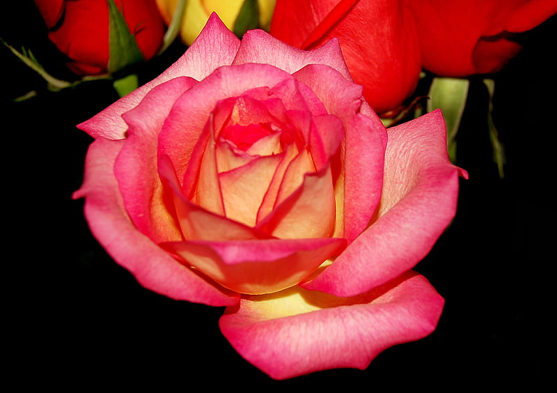 Rosa rosa, flores, naturaleza, rosas, rosa, Fondo de pantalla HD | Peakpx