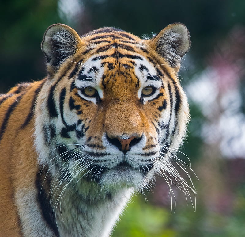 tiger, predator, big cat, animal, HD wallpaper