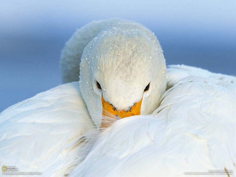 Whooper swan, birds, swan, white, animals, HD wallpaper