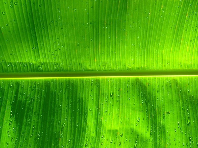 Leave, leaves, texture, gree, green leave, nature, banana leave, HD wallpaper