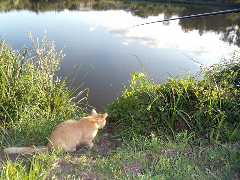 Cat Fishing, pond, cat, fishing, ginger, HD wallpaper