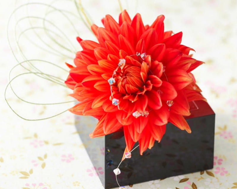 Beautiful flower, box, flowers, petals, dalia, HD wallpaper