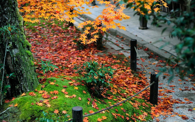 Courtyard Autumn-Enkoji Temple Autumn, HD wallpaper
