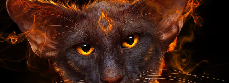 Black cat's eyes, elena roslyakova, luminos, orange, halloween, black ...