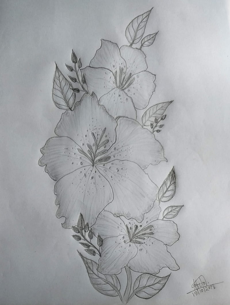 Drawing flower, butterflies, painting, pencil art, lovely, natural ...