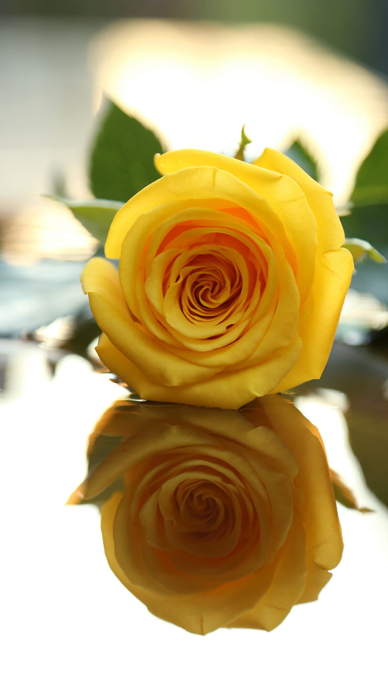 Yellow Reflection, flower, roses, HD phone wallpaper