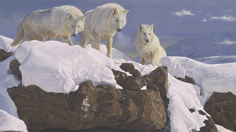ON TOP LOOKING DOWN, painted, Wolf, sky, snow, mountains, painting, nature, Wolves, animals, HD wallpaper