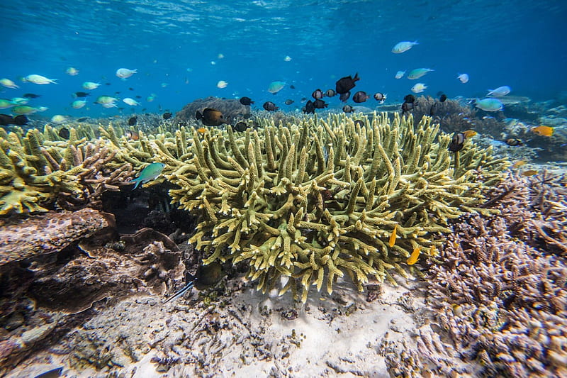 Snorkeling Coral Reef Bora Bora, polynesia, reef, dive, fish, snorkel, sea, atoll, beach, lagoon, bora bora, sand, marine, underwater, exotic, islands, ocean, coral, snorkeling, diving, paradise, island, tahiti, tropical, HD wallpaper
