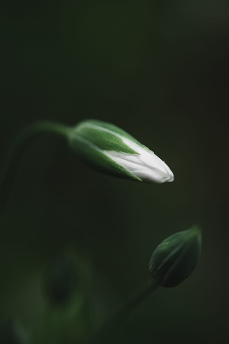 white flower bud in close up graphy, HD phone wallpaper