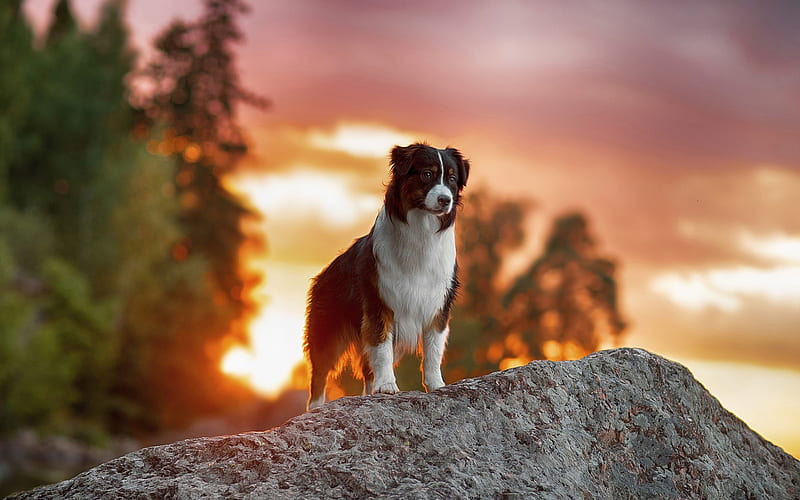 Border Collie, sunset, cute animals, stone, pets, black border collie, dogs, Border Collie Dog, HD wallpaper