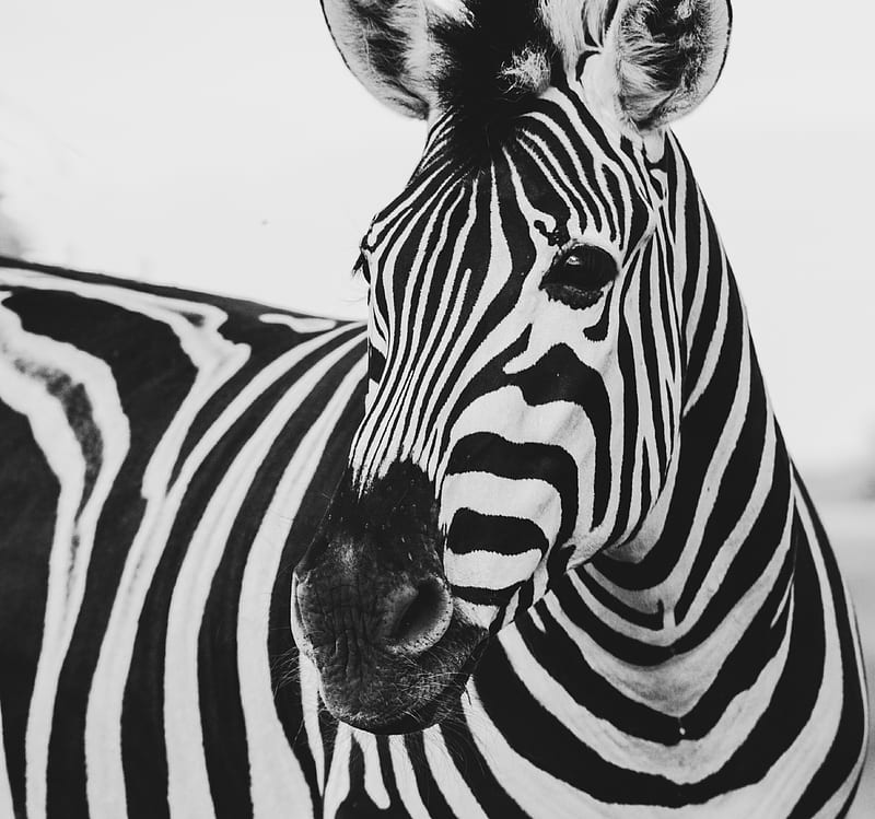 ZEBRA PRINT, pattern, print, rainbow, zebra, HD wallpaper