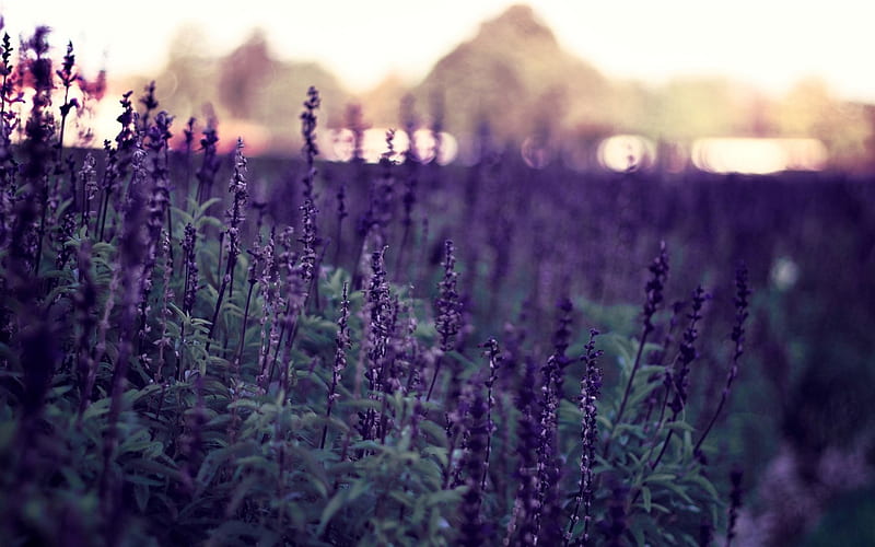 lavender-flowers graphy, HD wallpaper