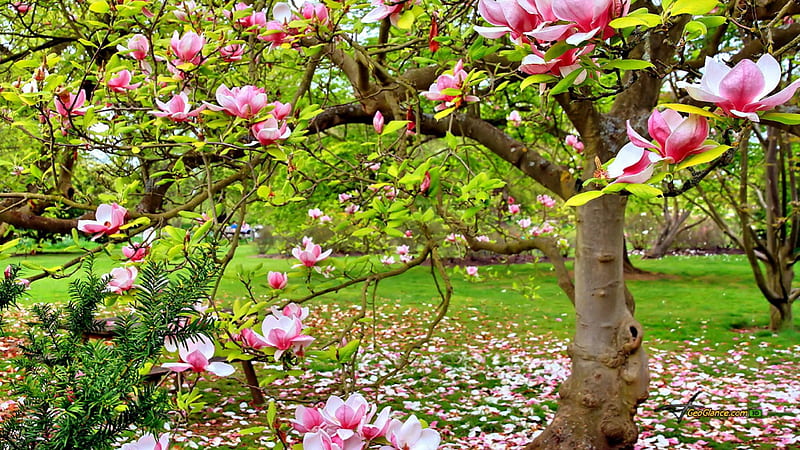 Flores de magnolia, esplendor, paraíso, naturaleza de la flor, flor de  magnolia, Fondo de pantalla HD | Peakpx