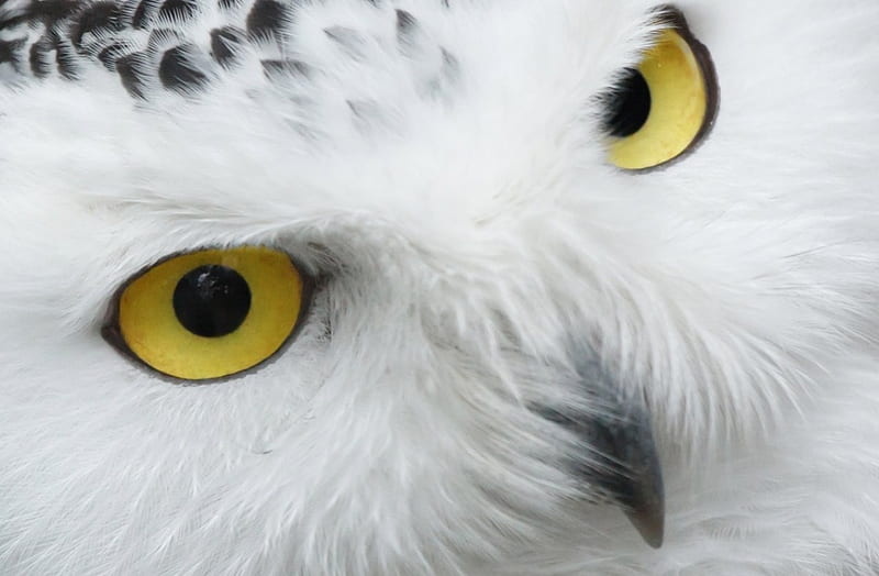 Snow owl, bufnita, bird, black, yellow, skin, white, eyes, HD wallpaper