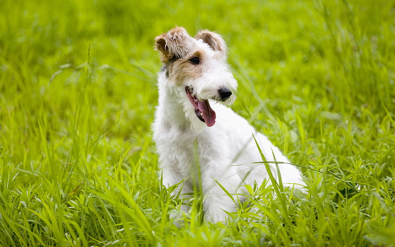 Fox Terrier lawn, cute animals, dogs, green grass, pets, Fox Terrier Dog, HD wallpaper