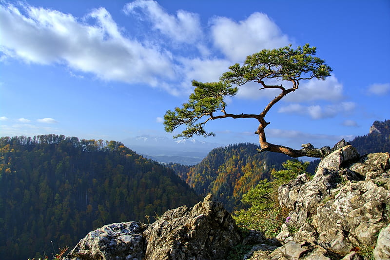 Pieniny, Tatry, Poland, tree, mountains, Poland, nature, Tatry, HD wallpaper